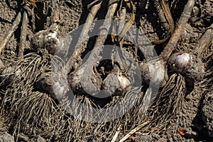 Garlic: Bunch of fresh garlic harvest on soil ground. Freshly dug heads of garlic bulbs