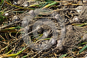 Garlic: Bunch of fresh garlic harvest on soil ground. Freshly dug heads of garlic bulbs