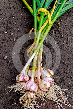 Garlic. Bundle of garlic harvest against the ground