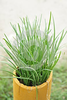 Garlic chives