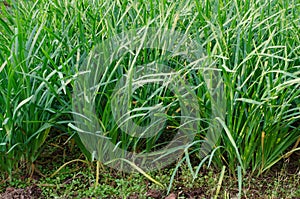 Garlic chives