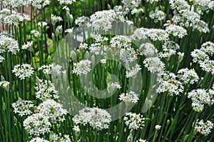 Garlic Chives Allium tuberosum and Honeybees photo