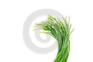 Garlic chives or Allium tuberosum isolated on white