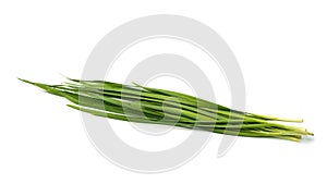 Garlic chives Allium tuberosum isolated on white background