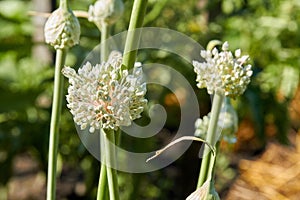 Garlic chives allium tuberosum white flowers close-up.