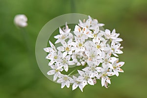 Garlic chives, Allium tuberosum, white starry flowers