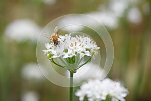 Garlic chives, Allium tuberosum, white starry flowers with bee