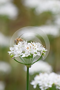 Garlic chives, Allium tuberosum, white starry flowers with honey bee