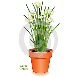 Garlic Chives, clay flower pot photo