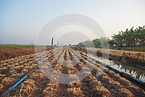 Garlic chives died from herbicide application, prepare for new crop planting