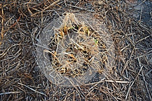 Garlic chives died from herbicide application, prepare for new crop planting