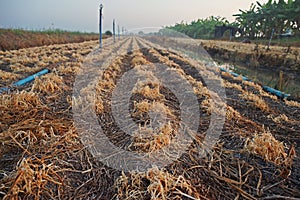 Garlic chives died from herbicide application, prepare for new crop planting