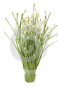 Garlic Chives in A Glass