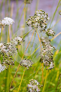 Garlic chives inflorescence in the garden