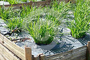 garlic chives plant growing in farm. vegatable plantation in garden