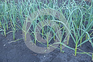Garlic close-up. Garlic plantation, even rows of green stems. ÃÂllium satÃÂ­vum