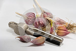 Garlic closeup on the background of the spadefoot toad