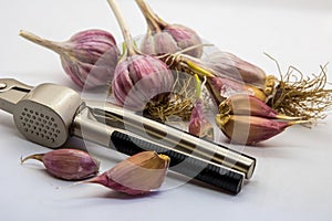 Garlic closeup on the background of the spadefoot toad