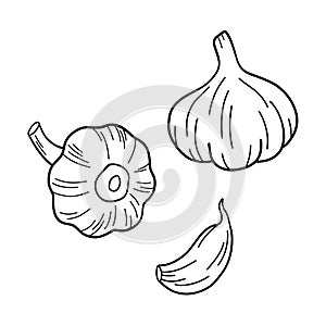 Garlic clove hand drawn vector illustration set. Vegetable line art. Engraved style object isolated on white. Great for