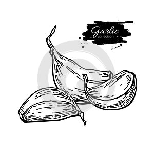 Garlic clove hand drawn vector illustration. Vegetable