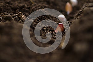Garlic clove planting in soil photo