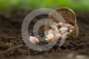 Garlic clove on soil with basket photo