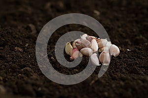 Garlic clove on soil after harvest at organic farm. photo