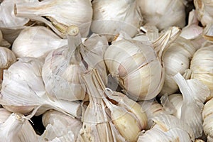 Garlic cloves photo