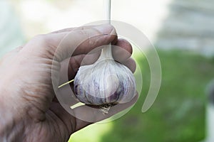 Garlic Cloves and Bulb in hand. Food background. Minimal harvest concept