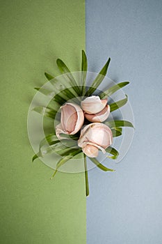 Garlic cloves lie on a leaf of a tropical plant on a blue-green