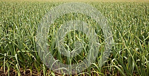 Garlic crop