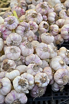 Garlic is a culinary staple in most kitchens photo