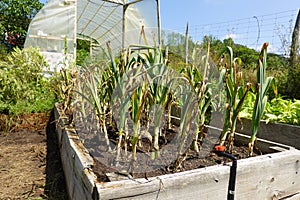 Garlic cultivation in the backyard garden. Plant garlic in a raised wooden bed. Final crop cycle to harvest garlic