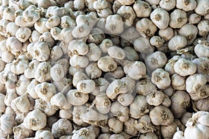 Garlic on display. a lot of fresh raw garlic a bunch of lies on the shelves.