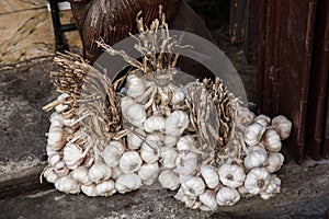 Garlic on display in the market,Vigan , Luzon, philippines