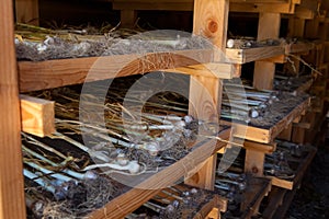 Garlic in drying room