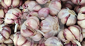 garlic in a fair photo