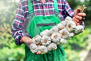 Garlic. Farmer in the garden holding bunch of garlic