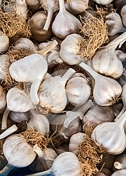 Garlic at the farmer's market
