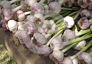 Garlic at Farmers Market