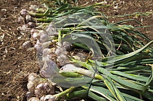 Garlic field
