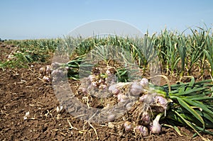 Garlic field
