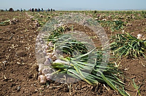 Garlic field