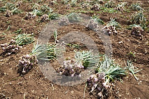 Garlic field