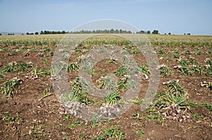 Garlic field
