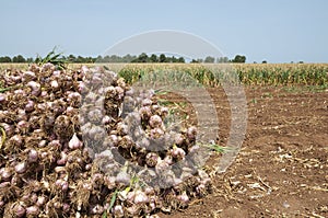 Garlic field