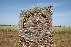 Garlic field