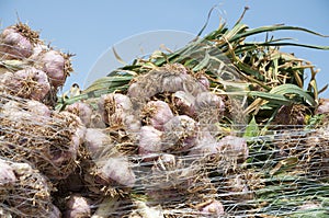 Garlic field