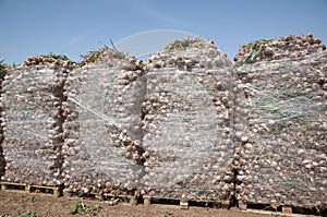 Garlic field