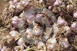 Garlic field